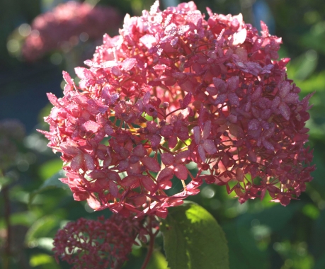 Hortensja drzewiasta (Hydrangea arborescens) 